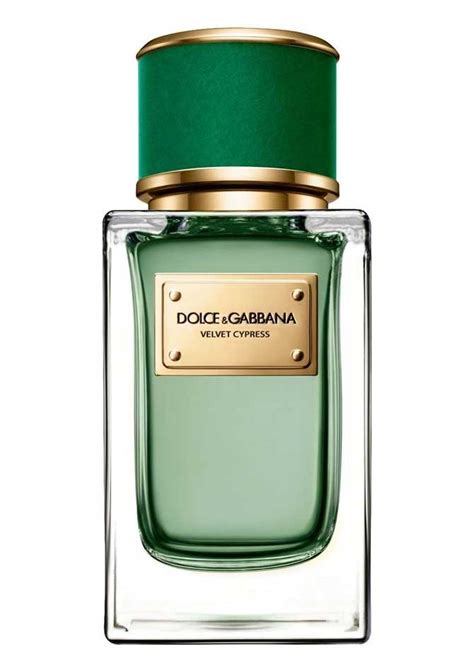 dolce gabbana velvet collection cypress edp 150 ml erkek parfüm|Dolce & Gabbana Velvet Cypress .